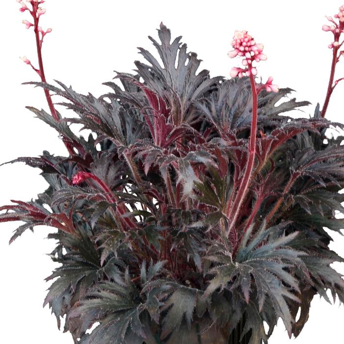 Heuchera villosa 'Jet'