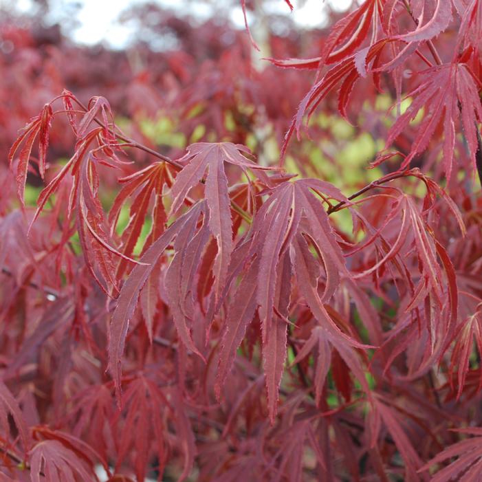 Acer palmatum 'Beni Shi En'
