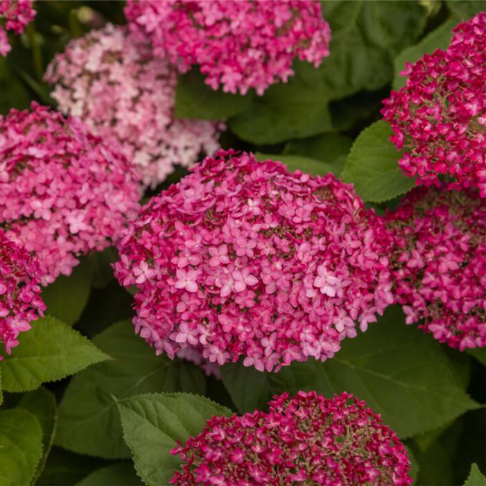 Hydrangea arborescens 'BAICZ10'