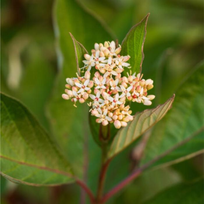 Cornus alba 'Veerpaalen3'