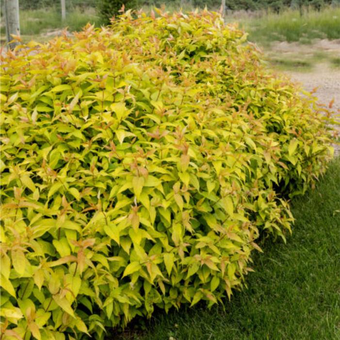 Diervilla splendens 'Baildierone'