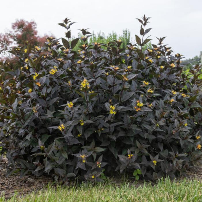 Diervilla splendens 'Baildiertwo'