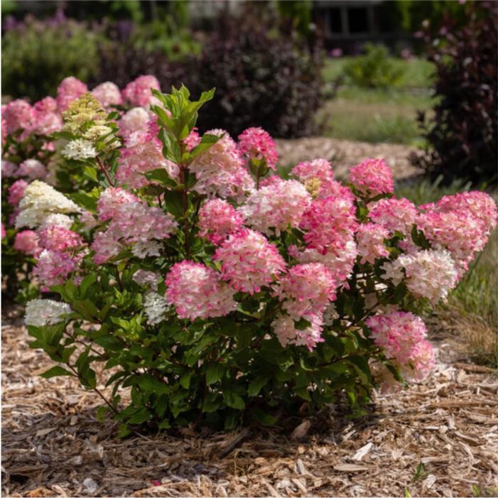 Hydrangea paniculata 'Bailpanthree'