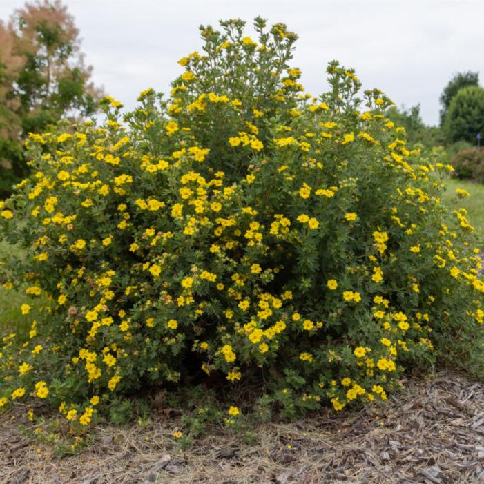Potentilla fruticosa 'Bailpine'