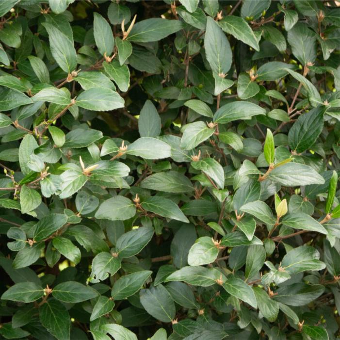 Viburnum COPY x 'Bailvibone'