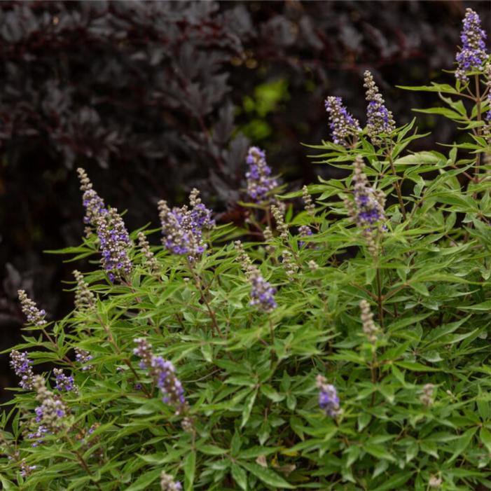 Vitex agnus-castus 'Bailtexfour'