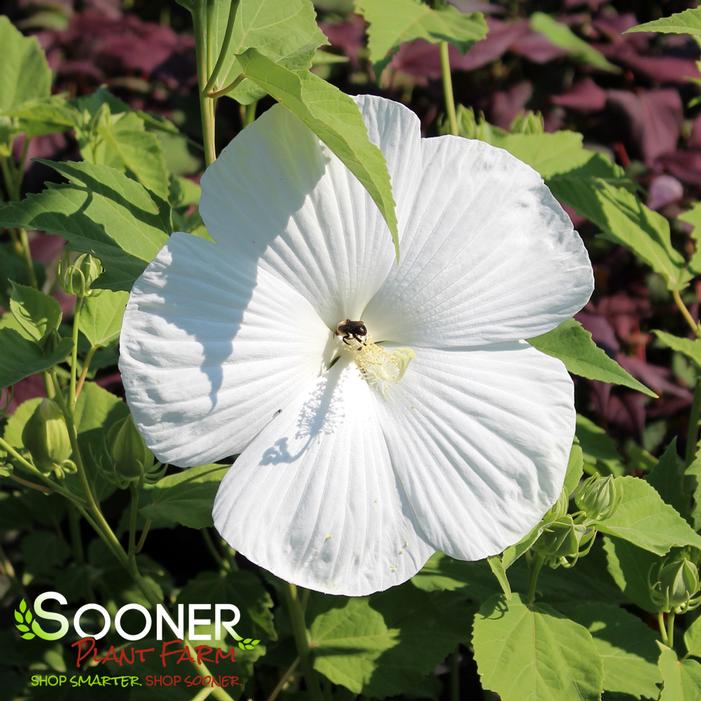 BLUE RIVER II HARDY HIBISCUS