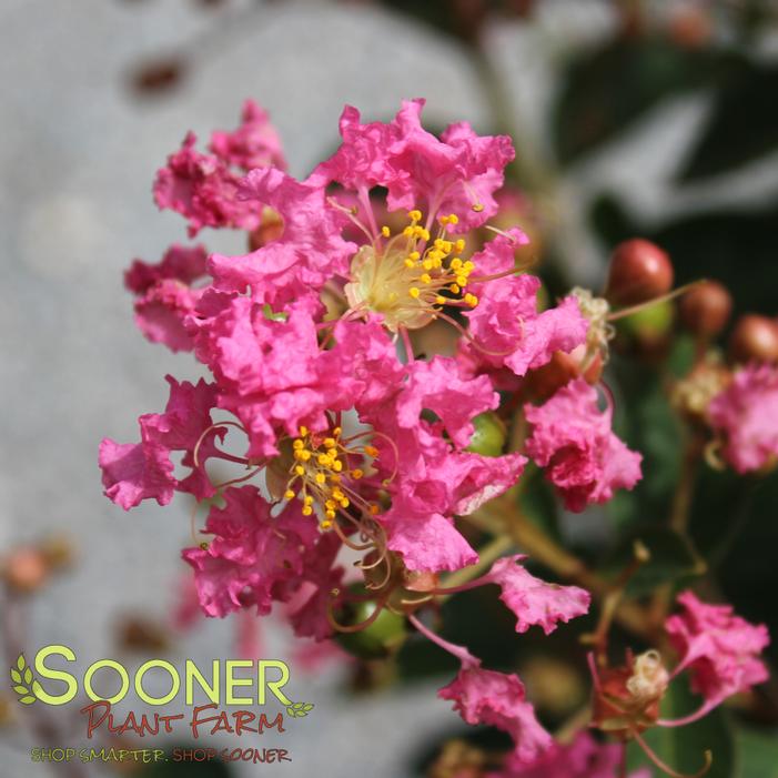 Image property of Sooner Plant Farm, Inc.