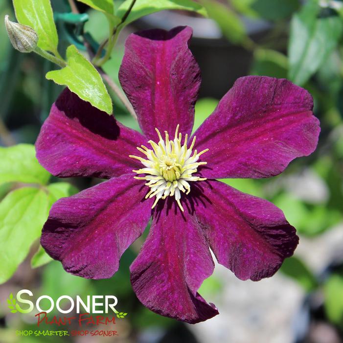 Warsaw Nike Clematis | Sooner Plant Farm