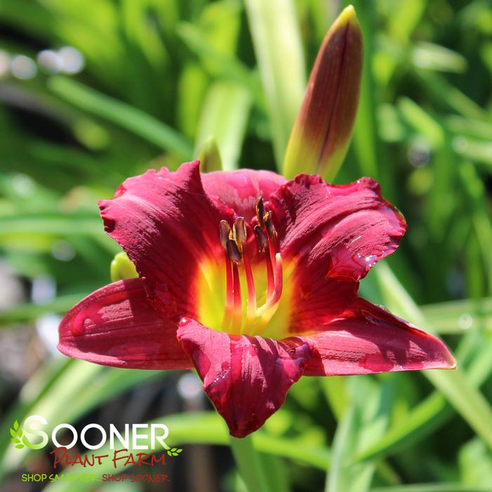 RUBY STELLA DAYLILY