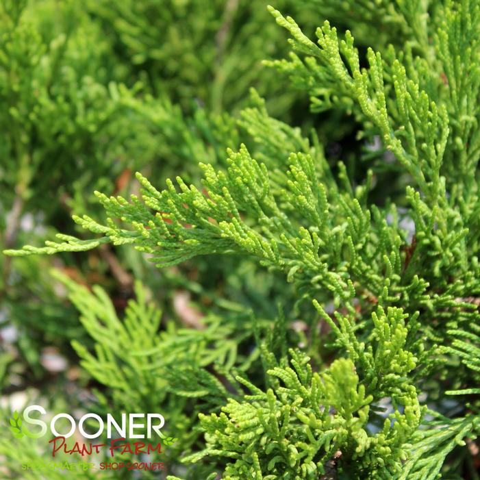 BUFFALO JUNIPER