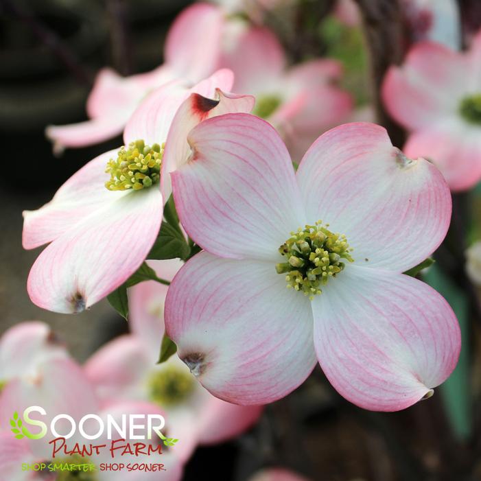 PINK FLOWERING DOGWOOD