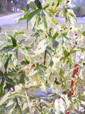 GOLD DUST SWEETGUM
