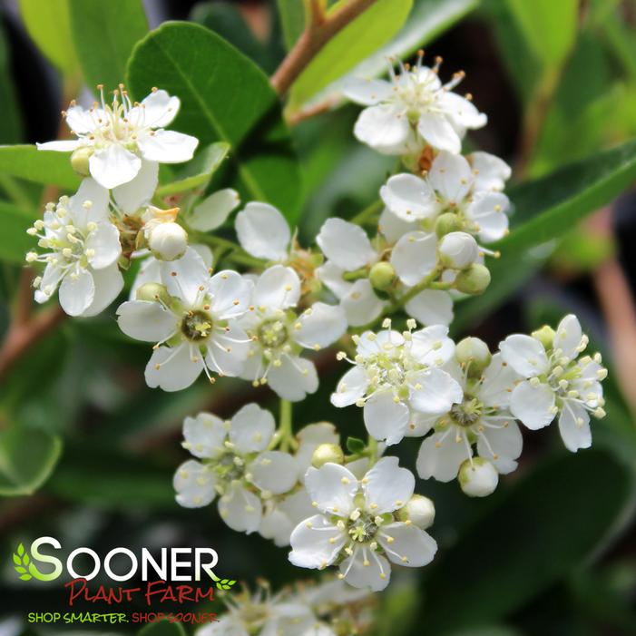 Santa Cruz Pyracantha | Sooner Plant Farm