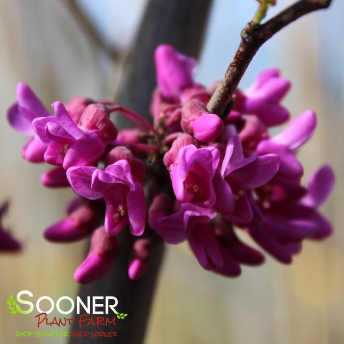 OKLAHOMA REDBUD