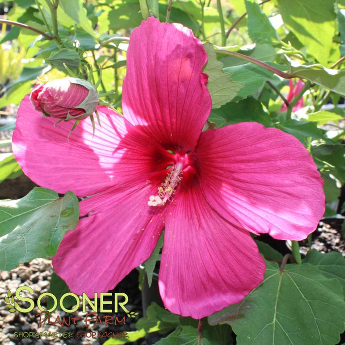 © Sooner Plant Farm, Inc. All rights reserved.