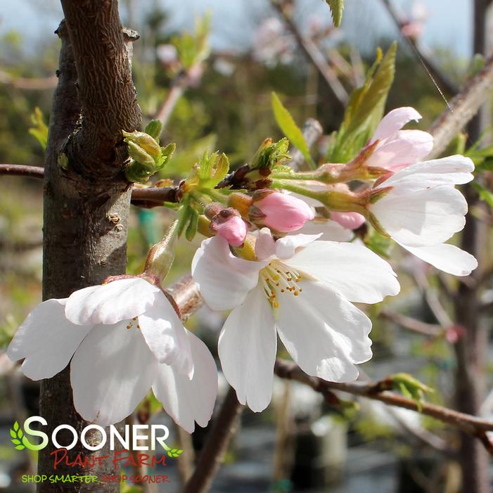 YOSHINO FLOWERING CHERRY