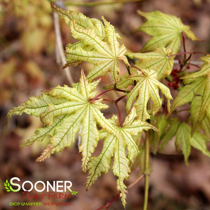 PEACHES AND CREAM UPRIGHT JAPANESE MAPLE
