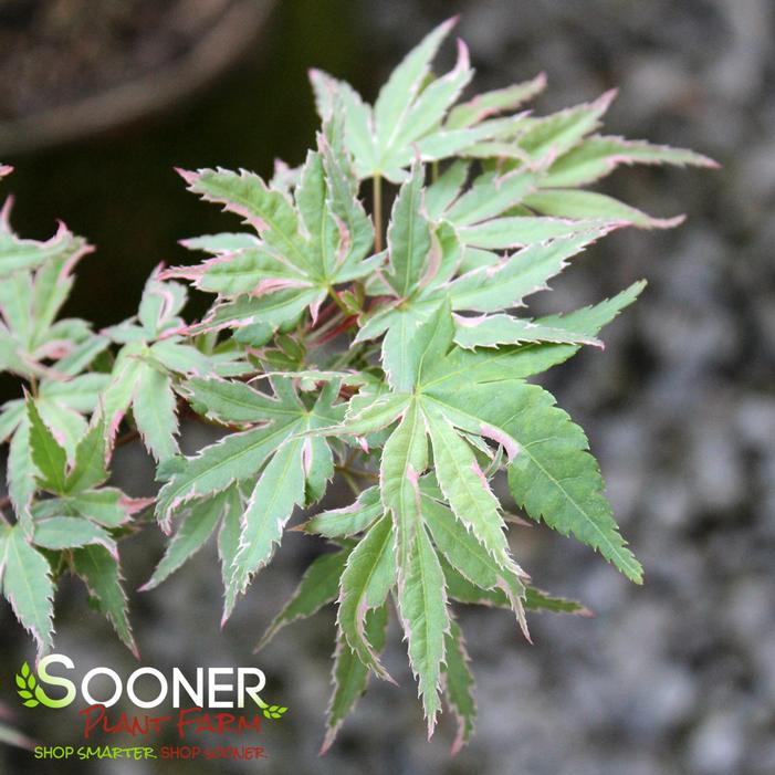 KAGIRI NISHIKI UPRIGHT JAPANESE MAPLE