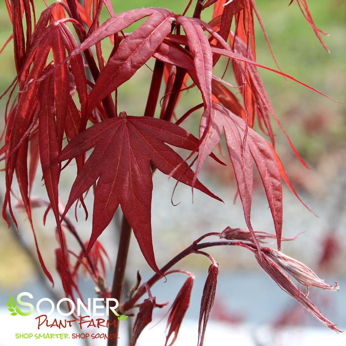 RED CLOUD UPRIGHT JAPANESE MAPLE