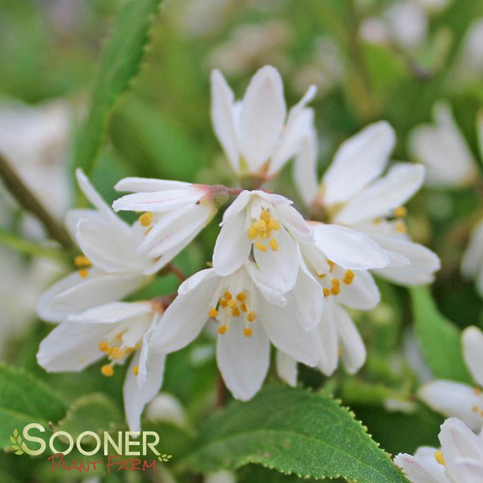 NIKKO SLENDER DEUTZIA