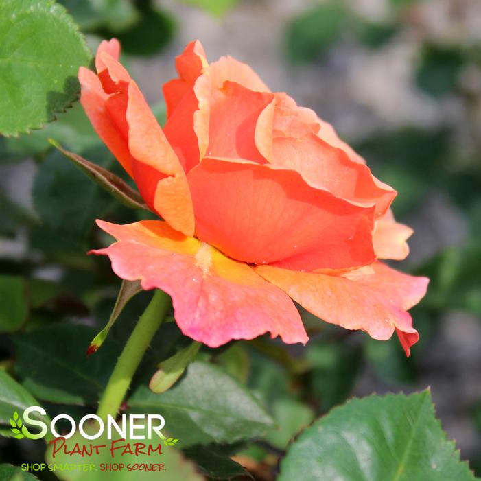 EASY DOES IT SHRUB ROSE
