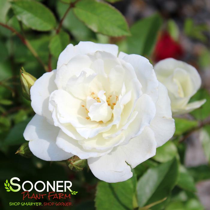 ICEBERG ROSE