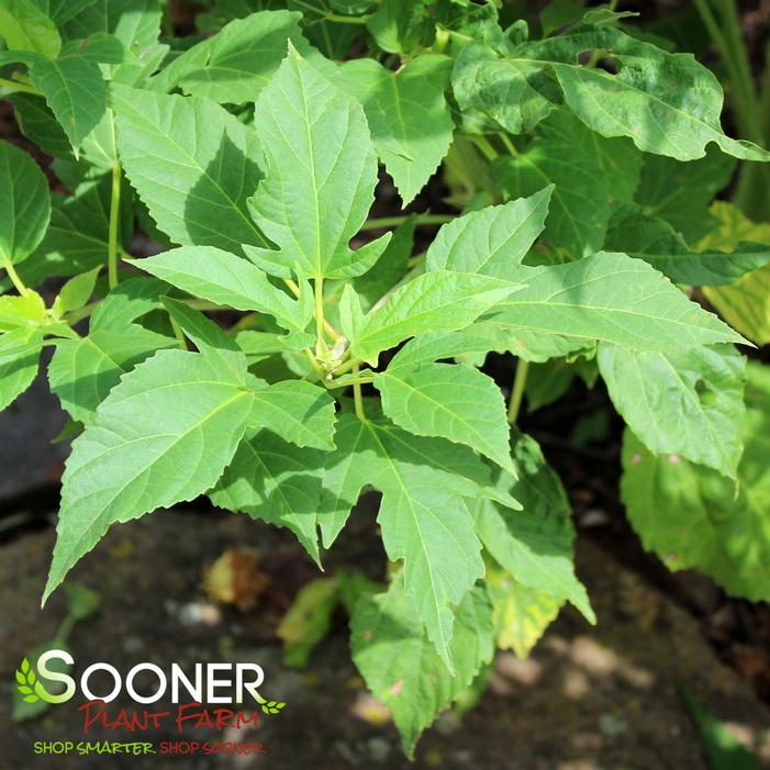 DREAM CATCHER FLEMING™ HARDY HIBISCUS