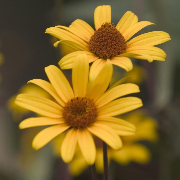 SUMMER NIGHTS FALSE SUNFLOWER