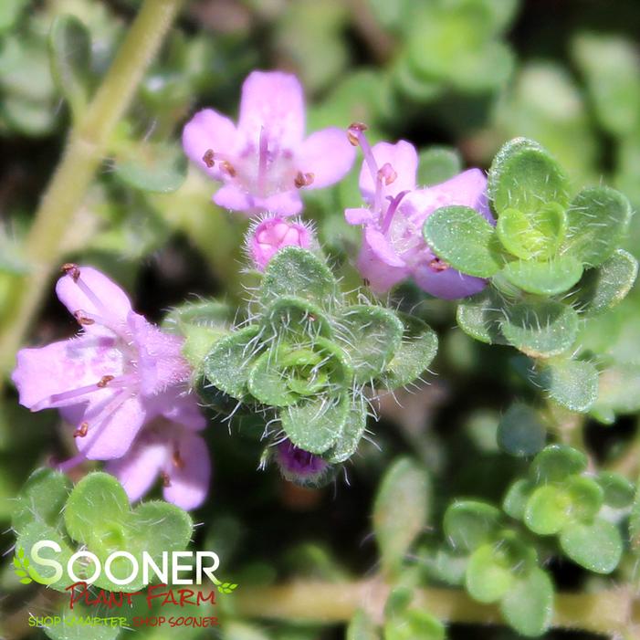 PINK CHINTZ CREEPING THYME