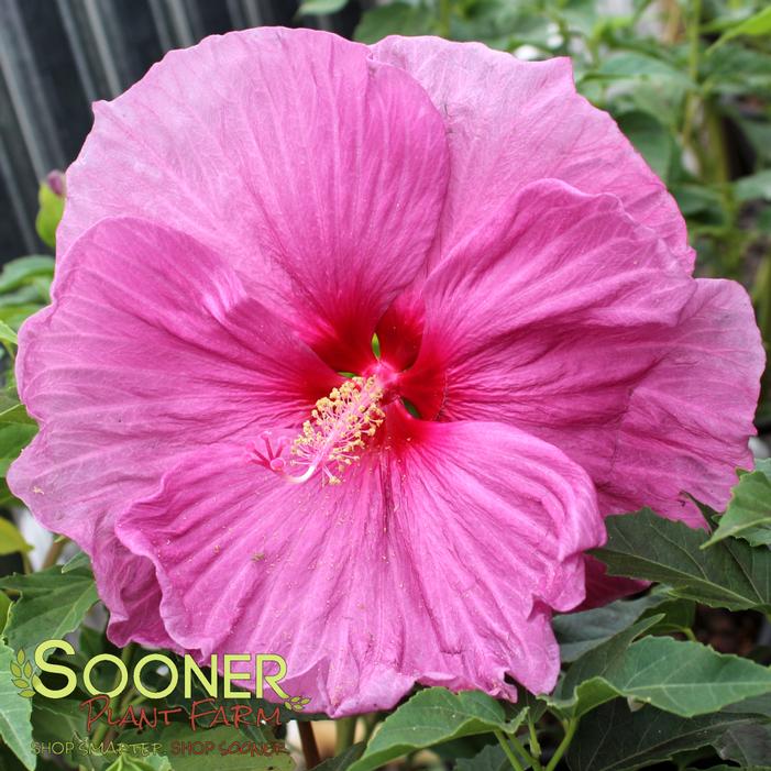 FANTASIA FLEMING™ HARDY HIBISCUS