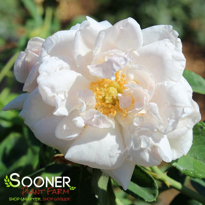 NEW DAWN CLIMBING ROSE