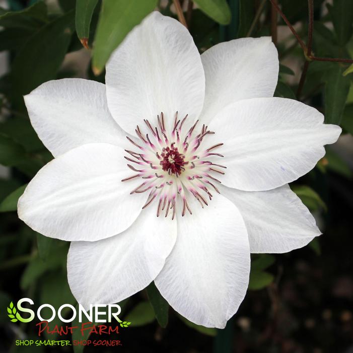MISS BATEMAN CLEMATIS