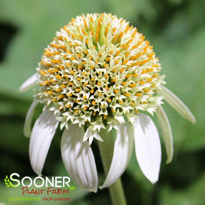 MILKSHAKE CONEFLOWER