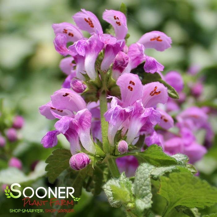 ORCHID FROST SPOTTED DEADNETTLE