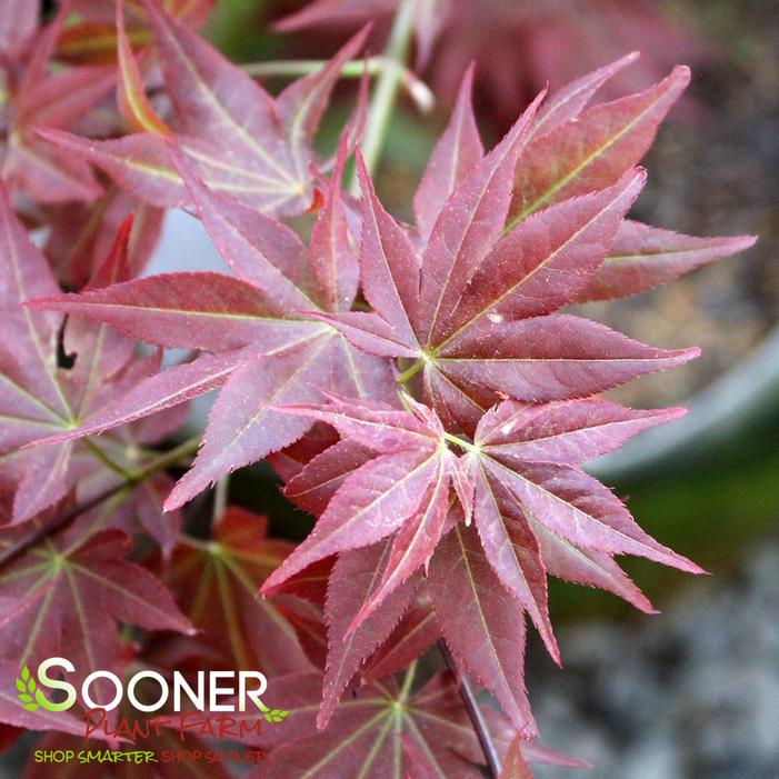 RUBY STARS DWARF UPRIGHT JAPANESE MAPLE