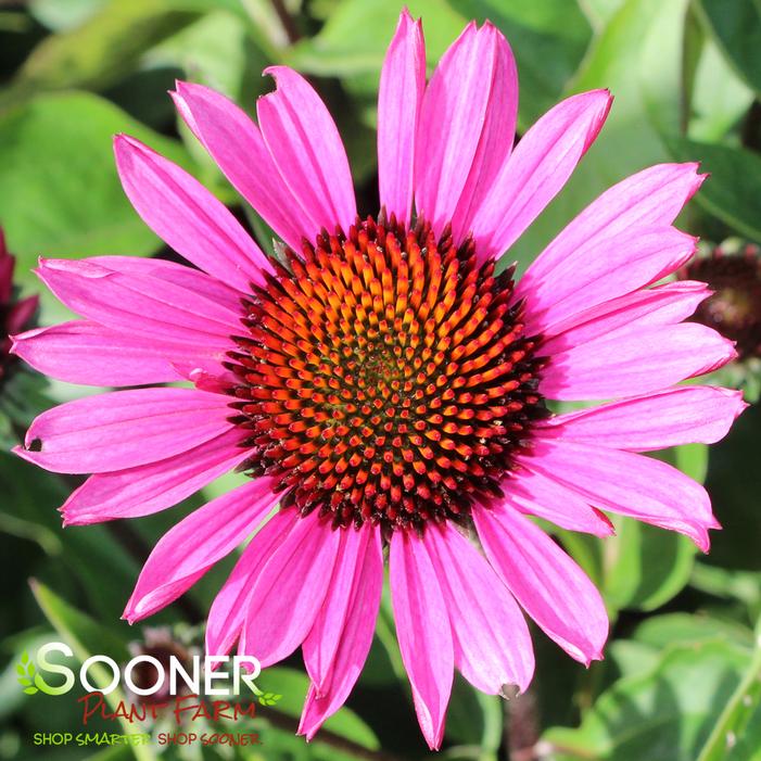 FATAL ATTRACTION CONEFLOWER