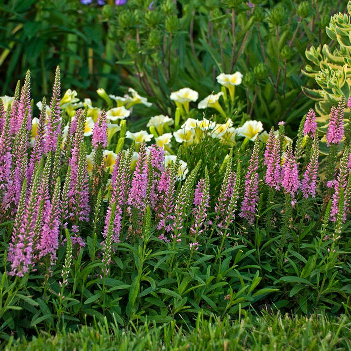 SWEET LULLABY SPEEDWELL