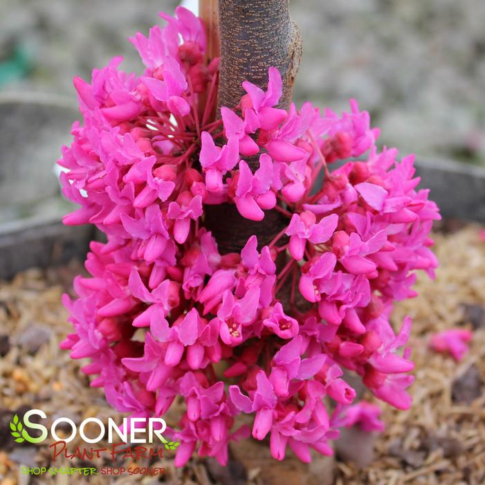 APPALACHIAN RED REDBUD