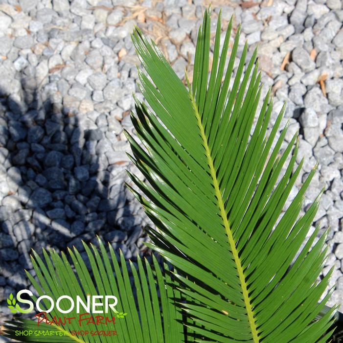 SAGO PALM