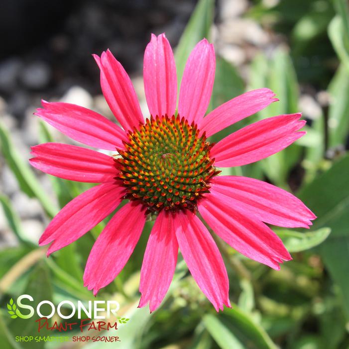 GLOWING DREAM CONEFLOWER