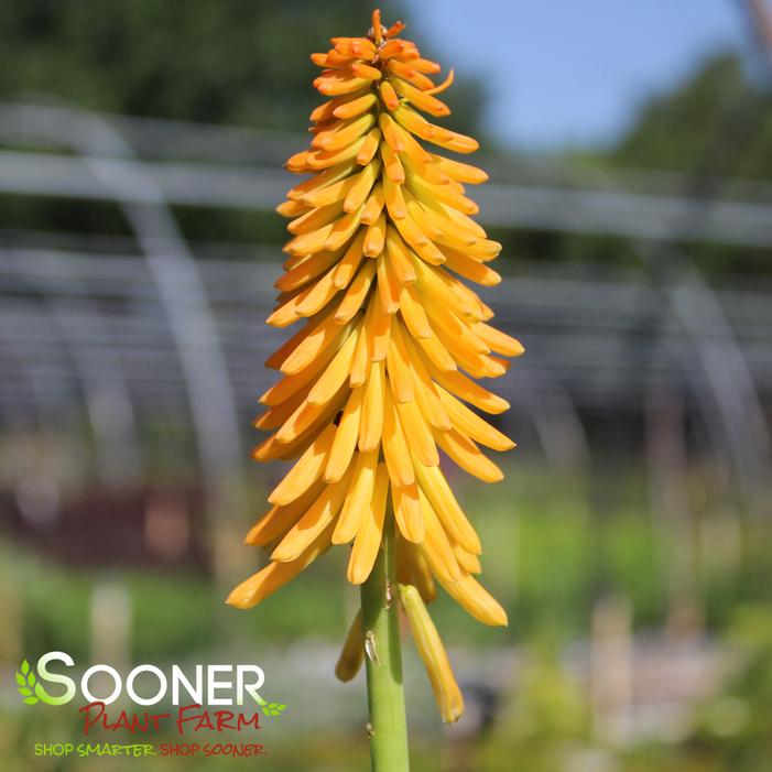 MANGO POPSICLE™ RED HOT POKER