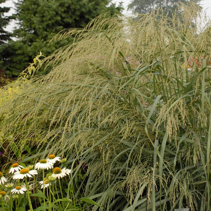 DEWEY BLUE SWITCH GRASS