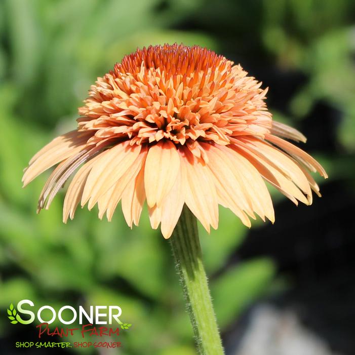 SUPREME™ CANTALOUPE CONEFLOWER