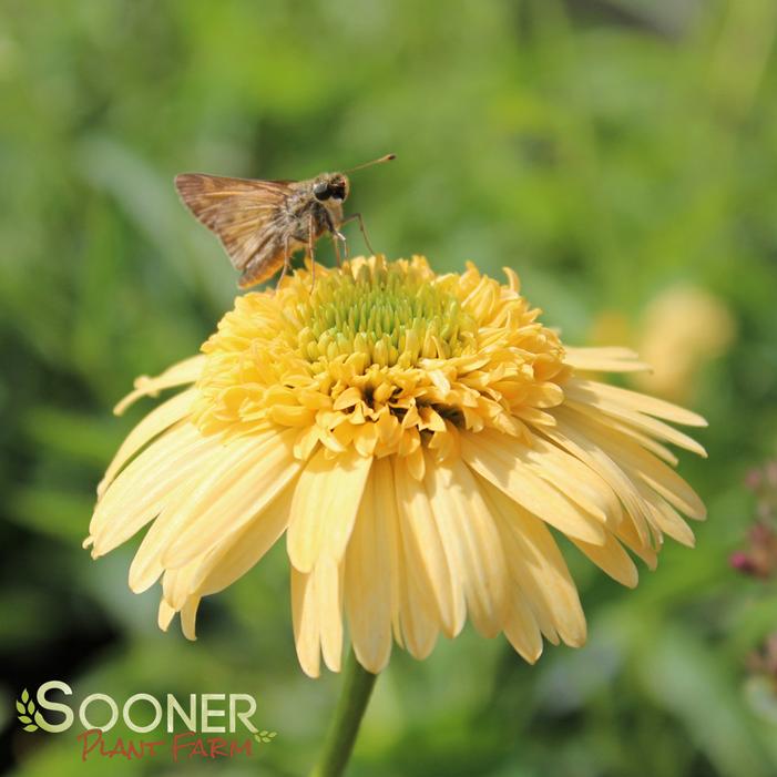 METEOR™ YELLOW CONEFLOWER