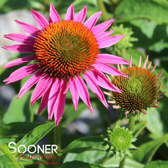 PICA BELLA CONEFLOWER