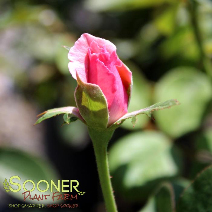 © Sooner Plant Farm, Inc. All rights reserved.