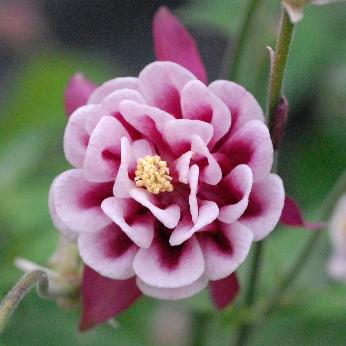 WINKY DOUBLE RED & WHITE COLUMBINE