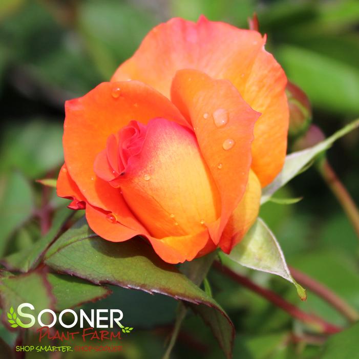PLAYBOY FLORIBUNDA ROSE