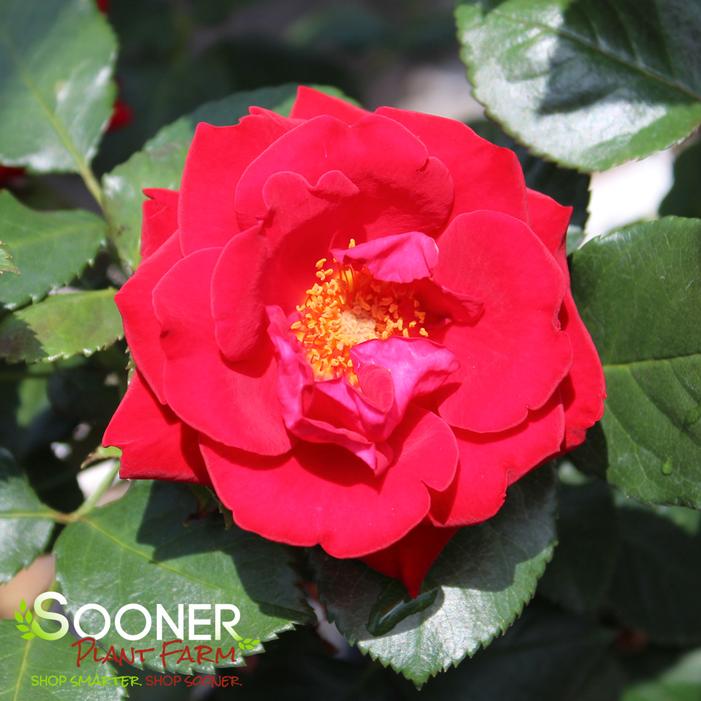 DROP DEAD RED™ FLORIBUNDA ROSE
